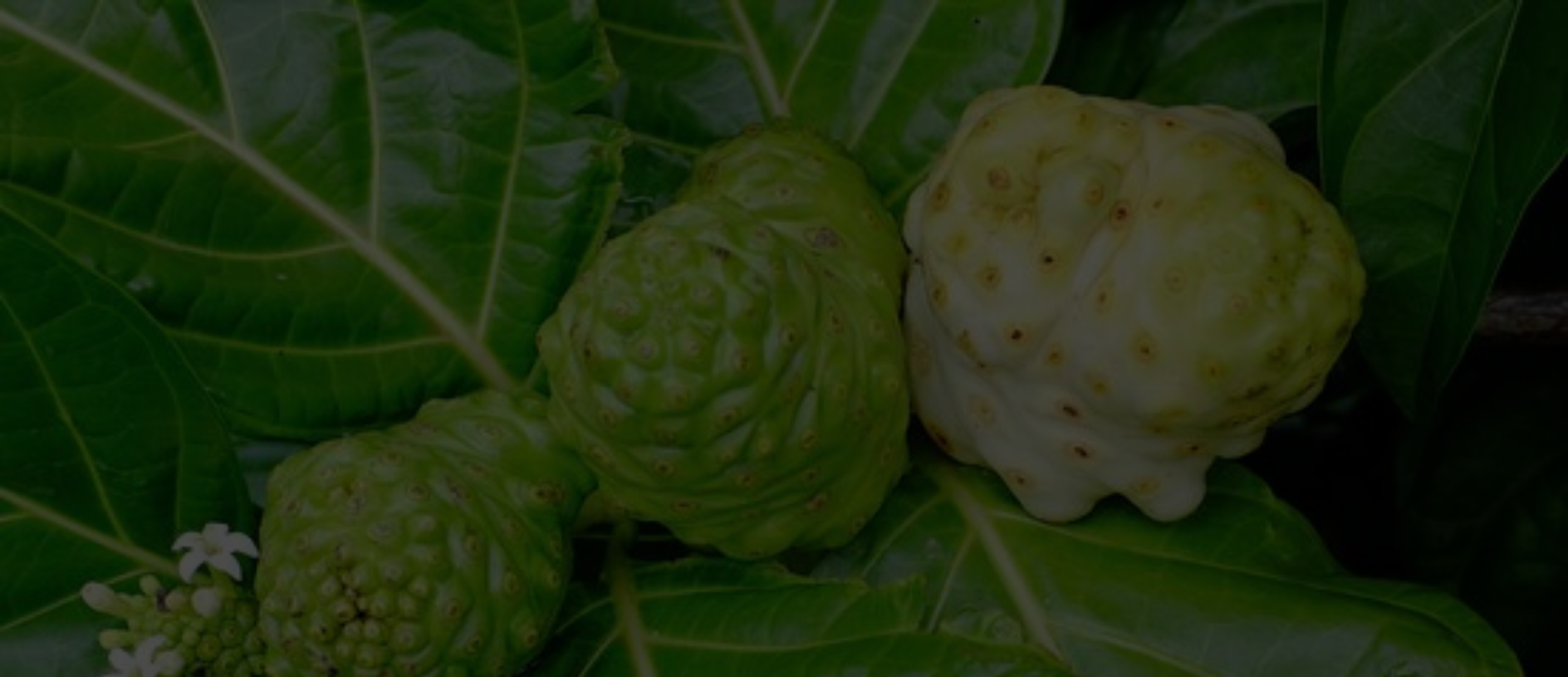 Noni fruit